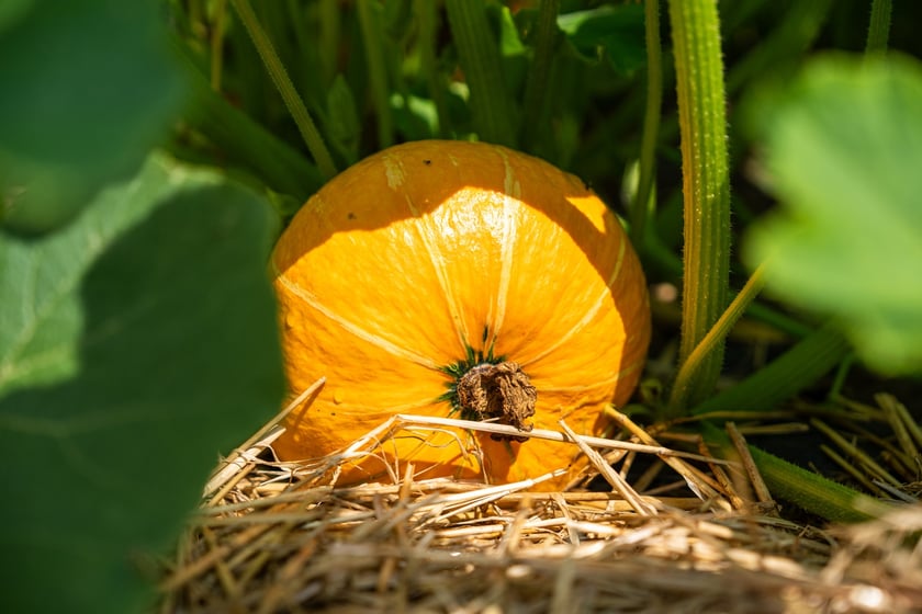 Miejska Farma Wrocławia